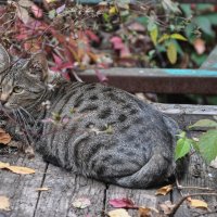 Наверное ничей... :: Татьяна Машошина Наверное ничей... :: Татьяна Машошина