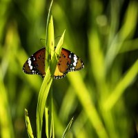 *** :: Alexander Amromin