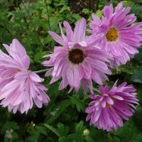 Астра ромашковая :: Лидия Бусурина