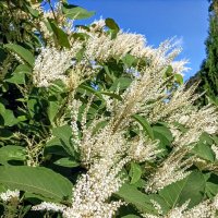 Горец (гречишник) :: Veera V