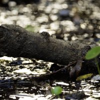 *** :: Alexander Amromin