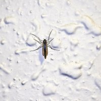 Сосед :: Валерий Иванович