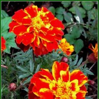 Бархатцы, как маленькие солнышки :: Ольга Довженко Бархатцы, как маленькие солнышки :: Ольга Довженко