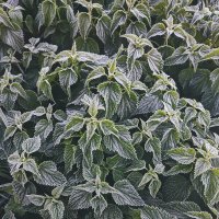 Замороженные 2 (крапива) :: AZ east3