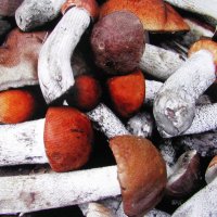 Итог тихой охоты :: Людмила Смородинская Итог тихой охоты :: Людмила Смородинская