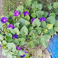 Цветы. :: Владимир Драгунский