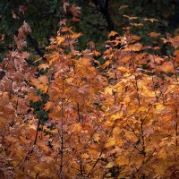 Листья клёна в октябре :: Владимир Кроливец Листья клёна в октябре :: Владимир Кроливец