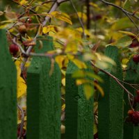 Забор с ягодами :: Мария Яковлева