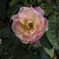 Глория  Дей :: Валентин Семчишин