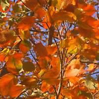 Краски осени :: Елена Семигина