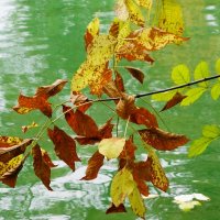 Октябрьский этюд :: Рита Симонова