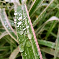 Капли осеннего дождя :: Любимова Ольга 