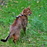 Киса на поводке :: Светлана 