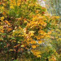 Осенняя листва :: Александр Синдерёв