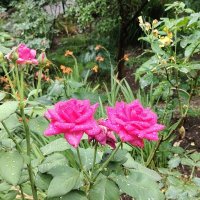 Две розочки :: Евгений Васильев