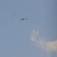 Хоть, чайку сниму... с облаком. :: Юрий Куликов