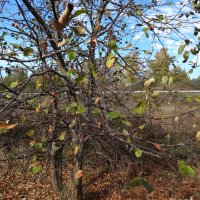 ОСЕННЯЯ ПОРА :: СЕРГЕЙ ФИЛОЧКИН