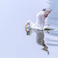 Чайка :: Игорь Протасов