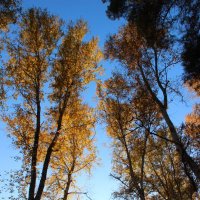 Вечер в лесу :: Владимир Помазан Вечер в лесу :: Владимир Помазан