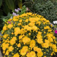 Курск. В саду у дома :: Ирэн 