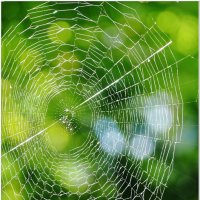 ПАУТИНА... :: Elvira E. 