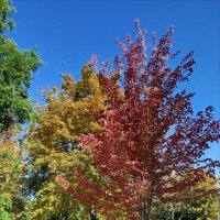 Первый шаг в осень! :: Надежда 