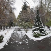 Ёлки в парке :: Андрей Макурин