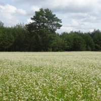 Гречка :: rimgis 