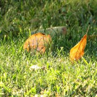 *** :: Лариса С.