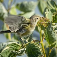 Пеночка-теньковка :: Сергей Брюшинин
