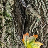 Прилёг и прилепился… :: Любовь 