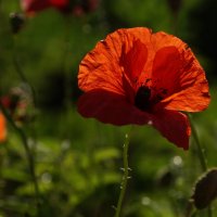 Маки :: Ninell Nikitina