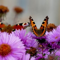 бабочки, снятые вчера 1 :: Александр Прокудин бабочки, снятые вчера 1 :: Александр Прокудин