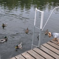 Лаял, лаял, но так и не решился нырнуть :: Татьяна Машошина