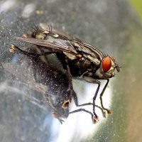 Муха и её отражение ) :: Константин Штарк