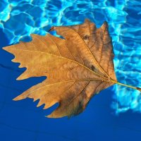 Осеннее утро... :: Леонид Школьный