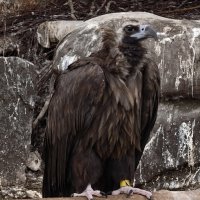 Черный гриф :: <<< Наташа >>>