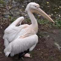 Пеликан :: <<< Наташа >>>