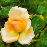 Городские розы в октябре. :: Милешкин Владимир Алексеевич 