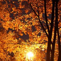 Autumn Leaves :: Дмитрий И_