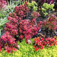 Колеусы :: Veera V Колеусы :: Veera V