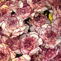 они на радость нам даны :: Олег Лукьянов они на радость нам даны :: Олег Лукьянов