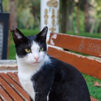 Стамбульский кот :: Ильдар 