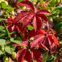 Девичий виноград :: Игорь Сикорский