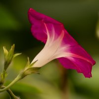 ипомея :: Игорь Сикорский