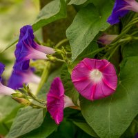 ипомея :: Игорь Сикорский