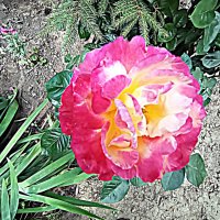 Цветы. :: Владимир Драгунский