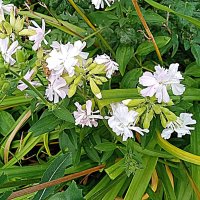 Цветы. :: Владимир Драгунский