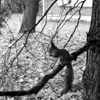 На ветке :: Лариса Корж