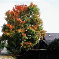 Осень на моей улице :: Людмила Смородинская